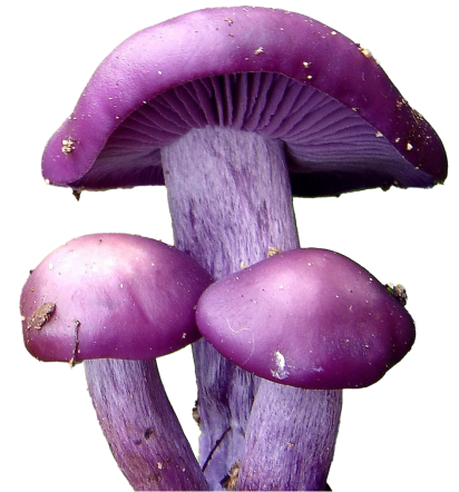 MUSHROOMS cannabis