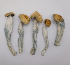 Golden Teachers LARGE