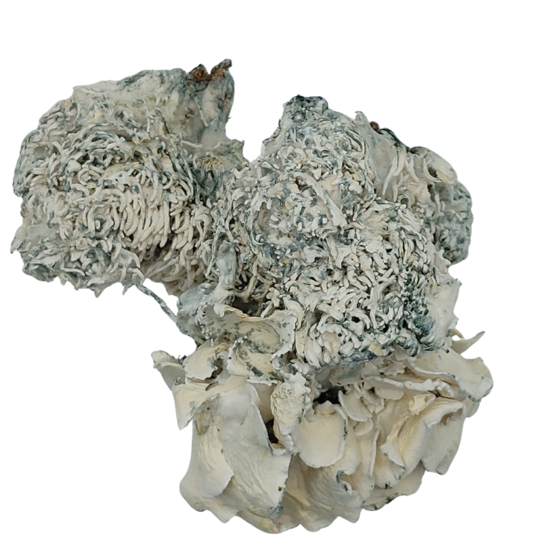 Enigma Blue Boudoir - Rare Mutated Mushrooms