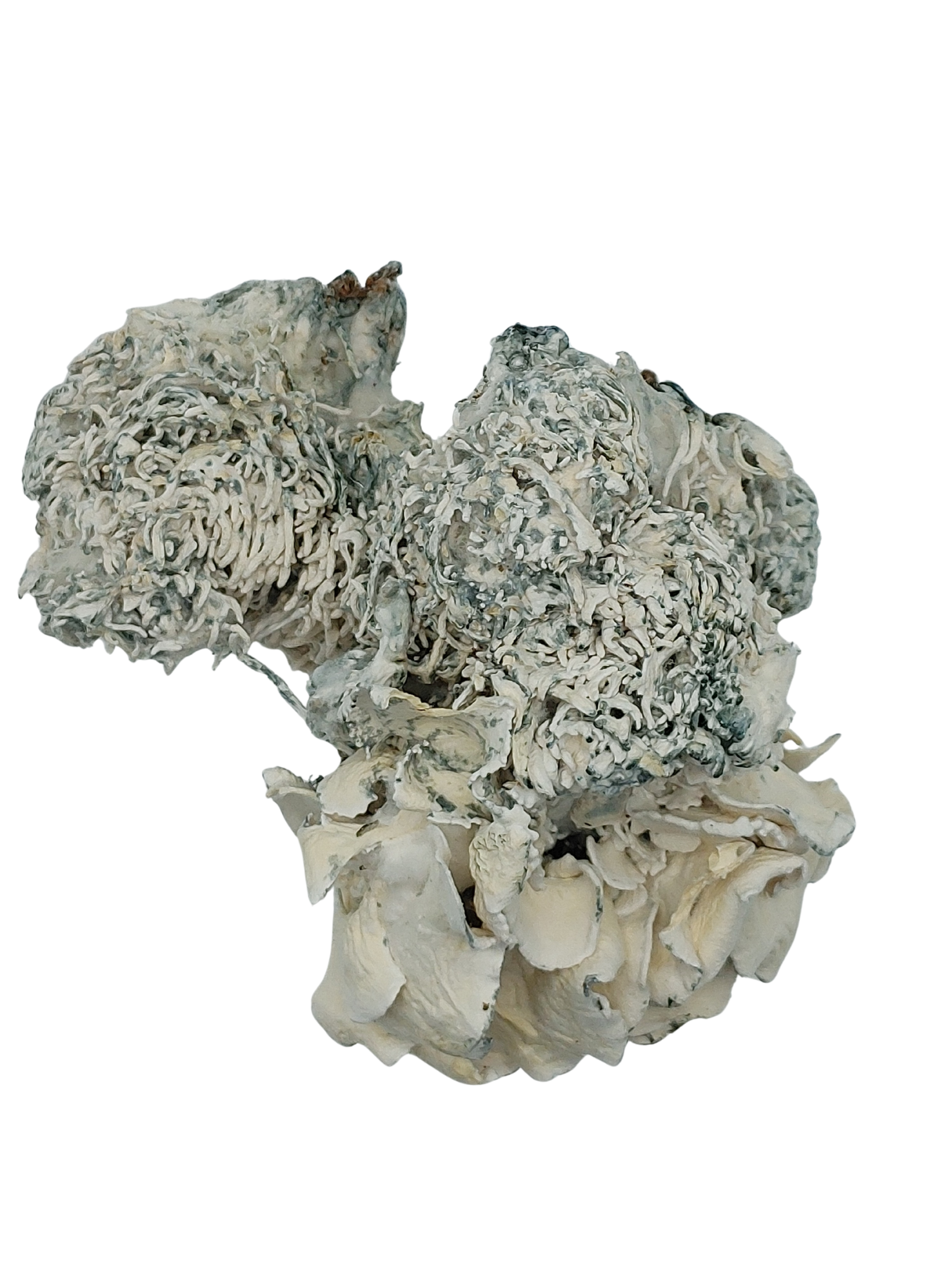 Enigma Blue Boudoir - Rare Mutated Mushrooms