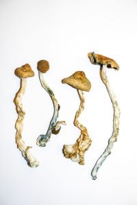 Golden Teachers LARGE