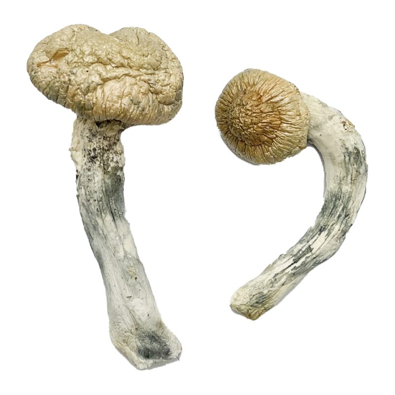 Thrasher XL ★★★★★