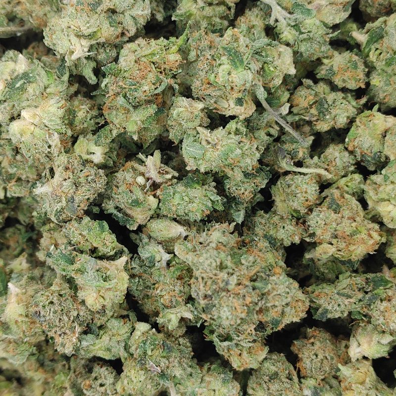 🦨Shiva Skunk🦨 ★★★★☆ - 14g [POPCORN]