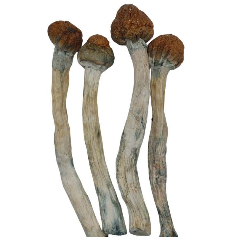 Trinity ★★★★★