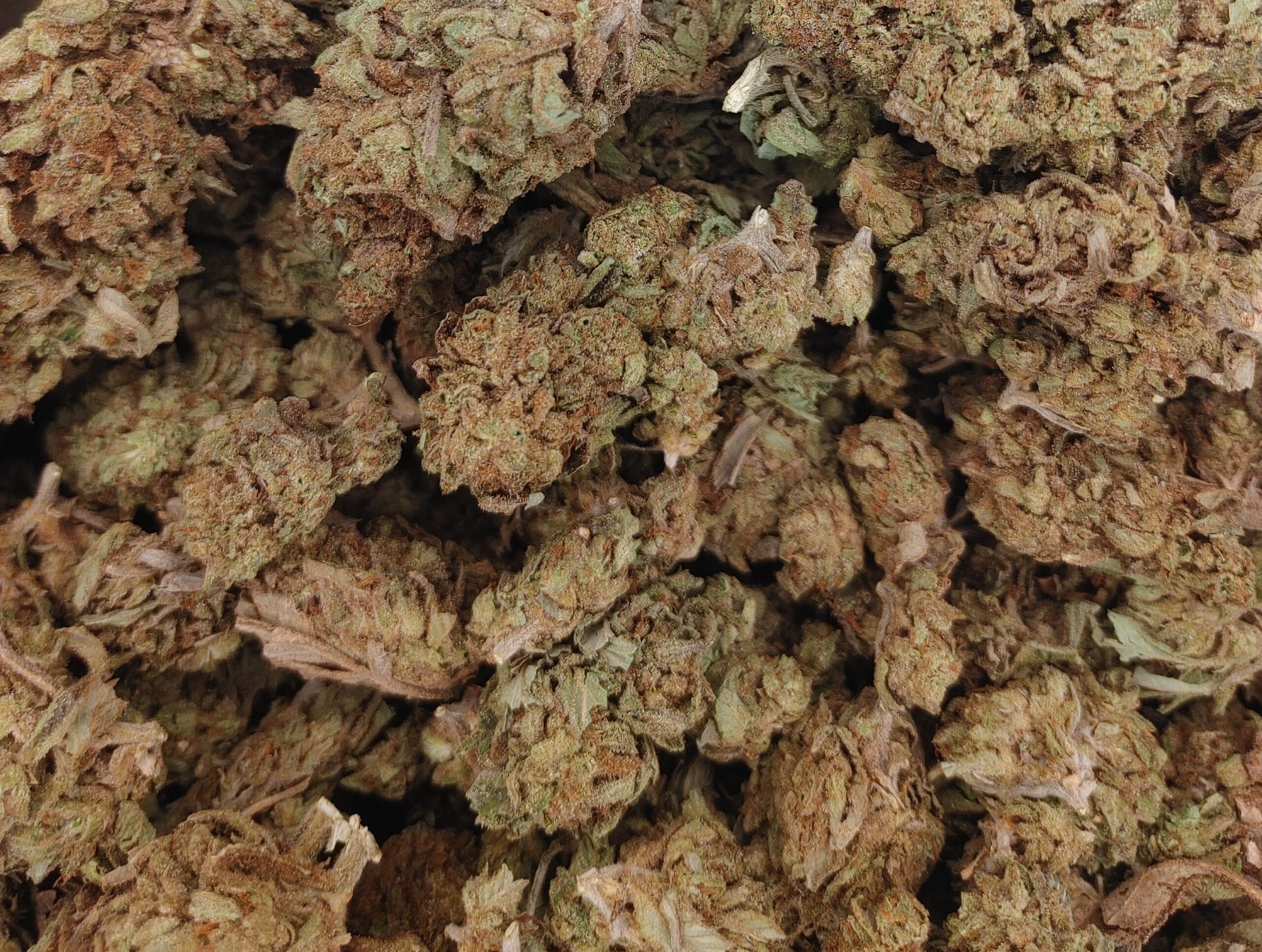 🐗Hogs Breath💨 ★★☆☆☆ – 28g [DRY]
