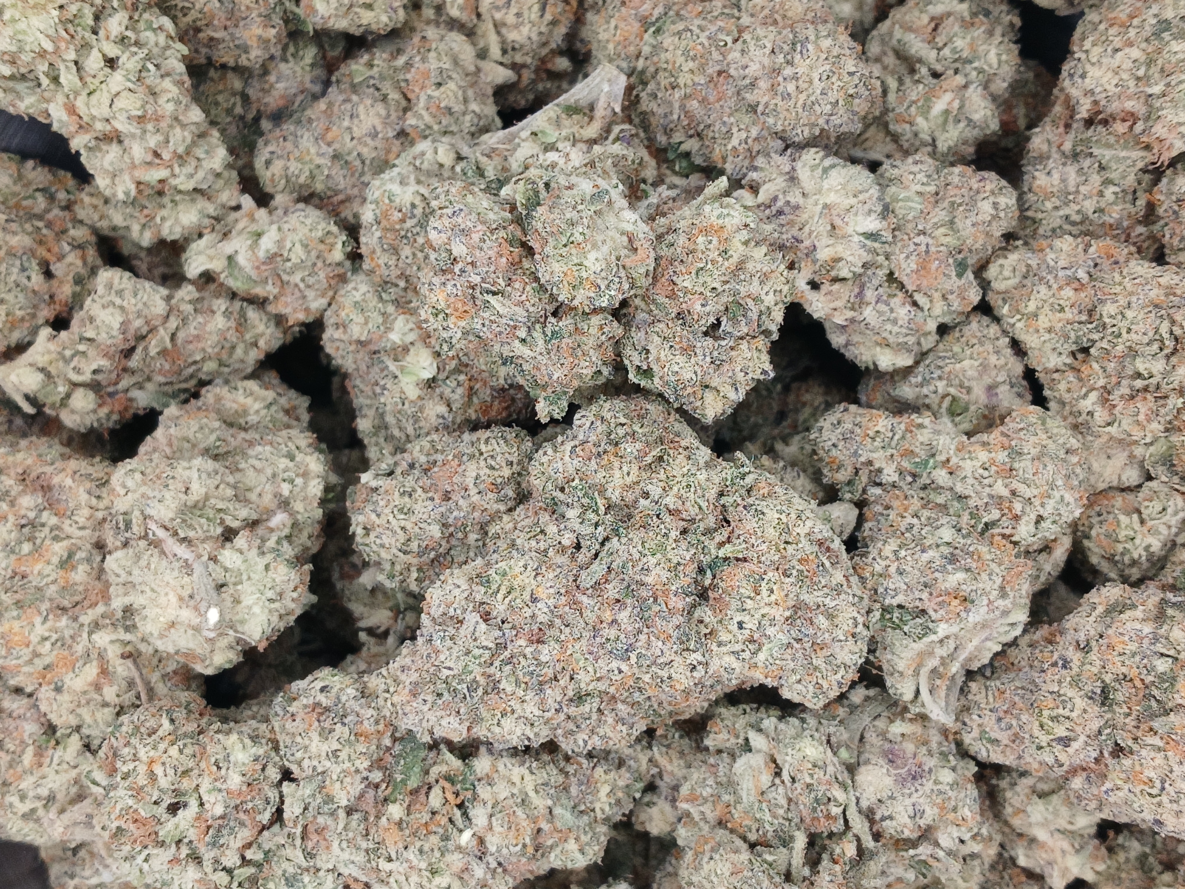 Miracle Alien Cookies ★★★★☆ - [BULK]