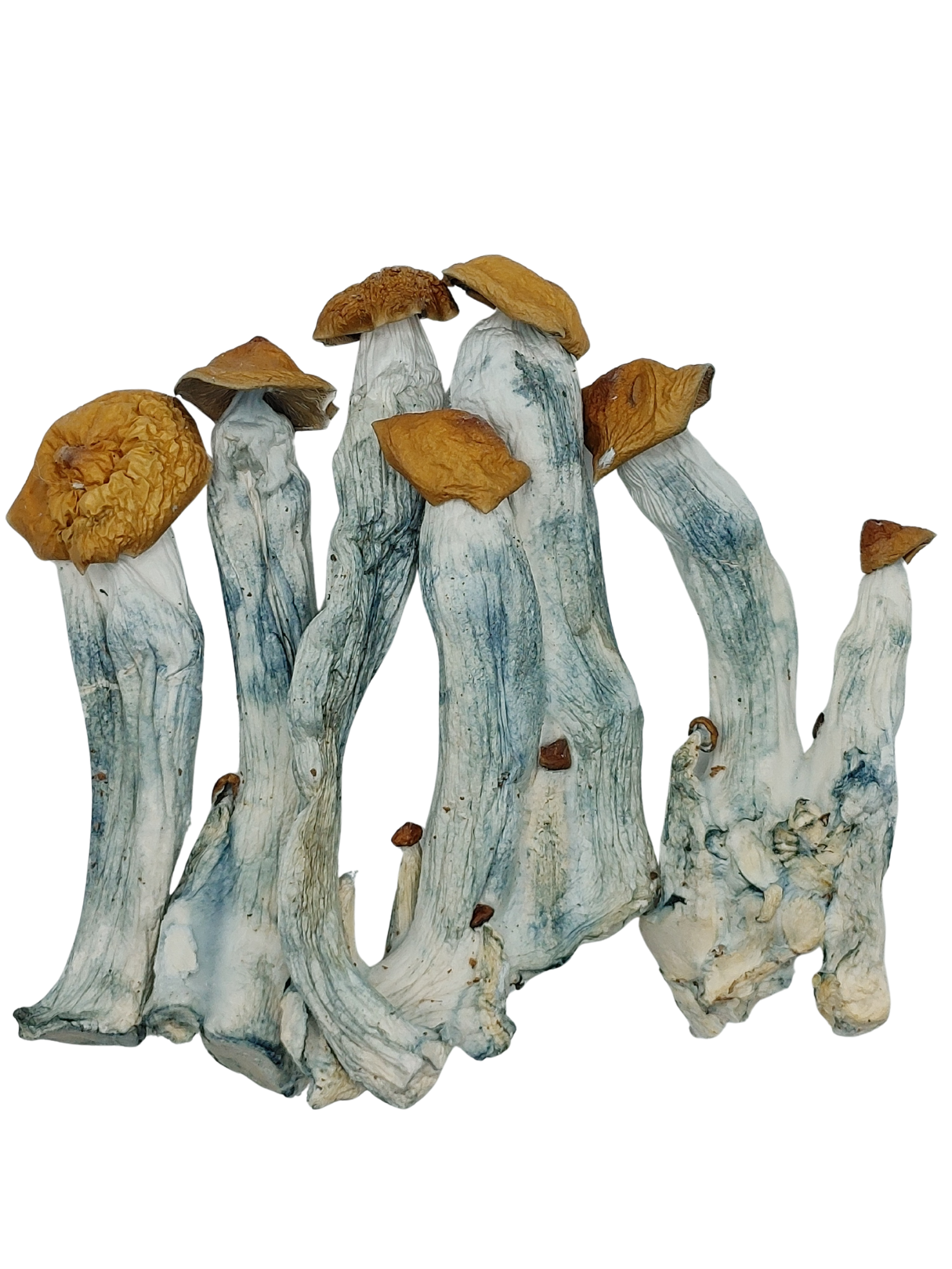 Blue Pulaski ★★★★★