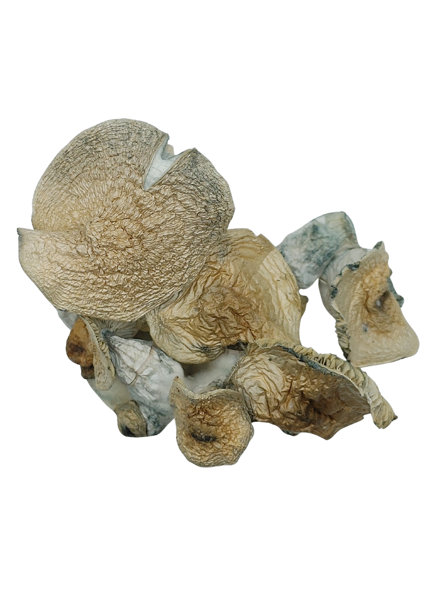 Jack Frost ★★★★★