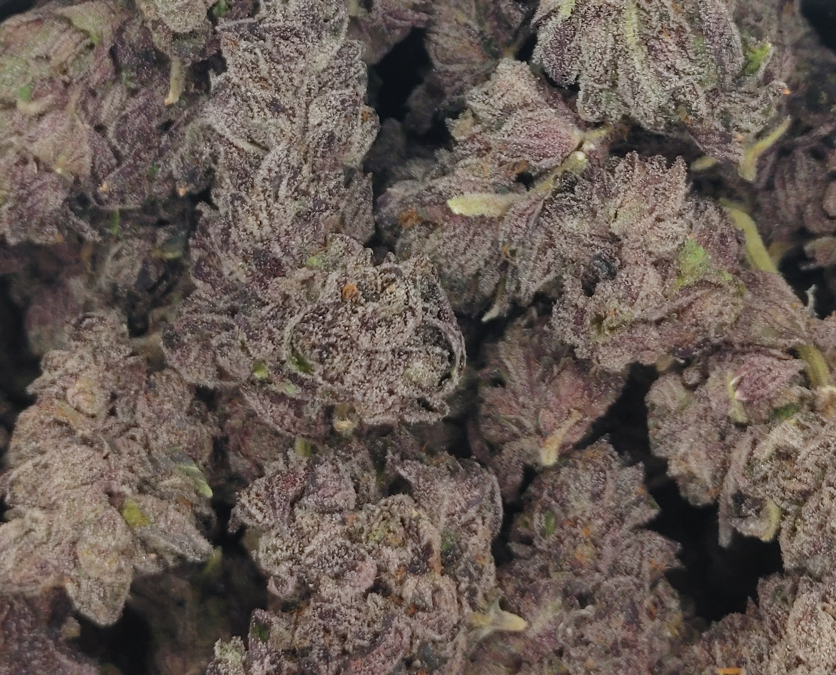 Zupid ★★★★★ - 112g [BULK]