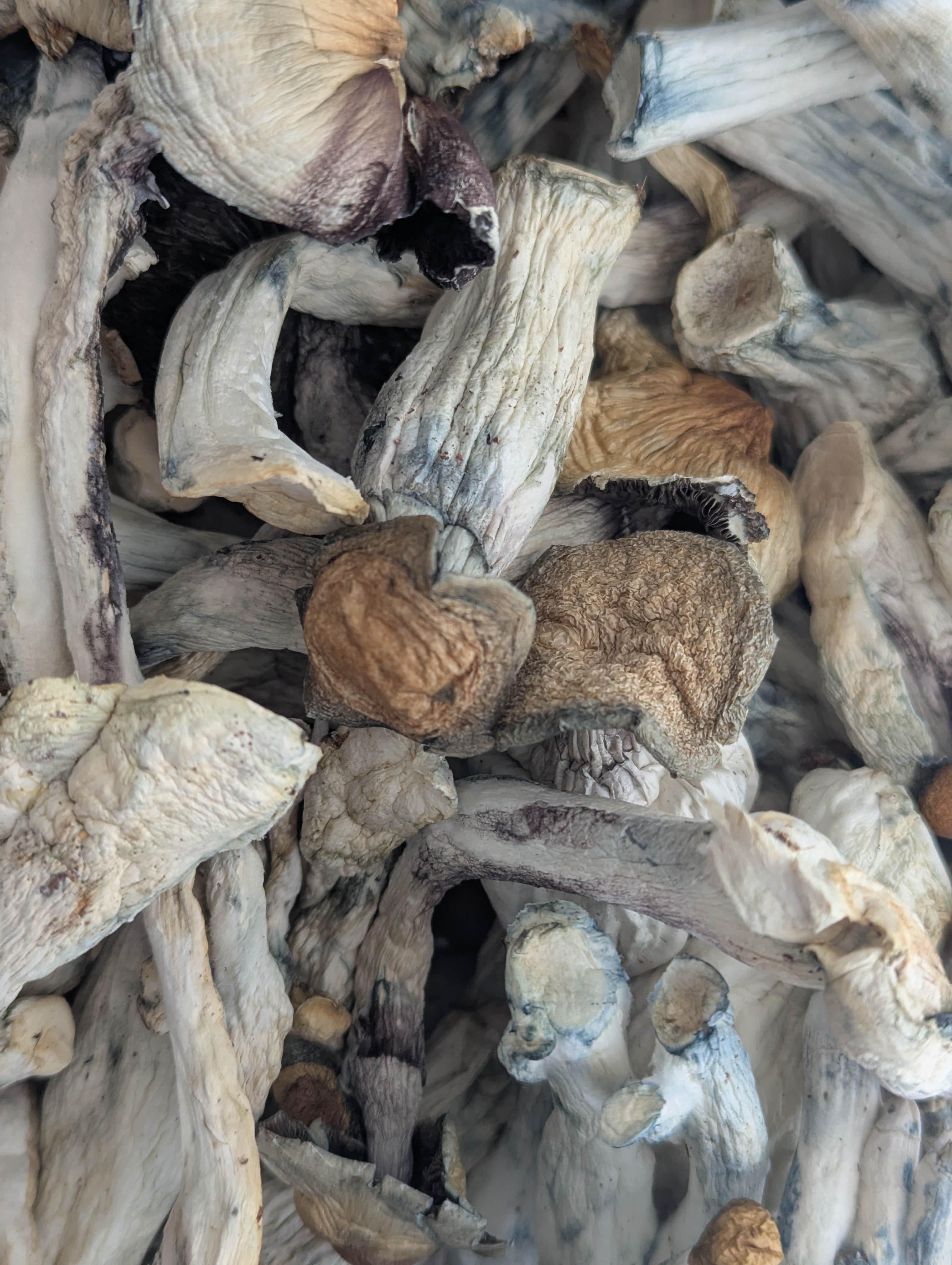 Melmac XL (Homestead Penis Envy) ★★★★★ –  112g [BULK]