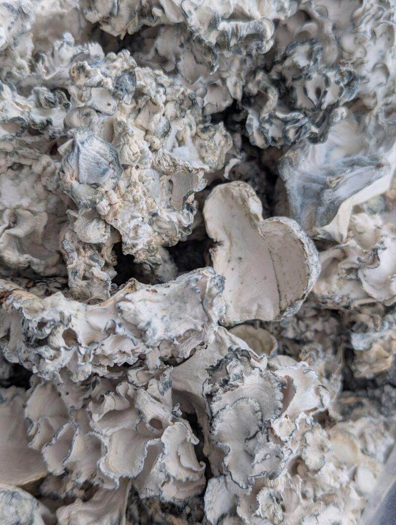 Enigma Brains - 112g [BULK]