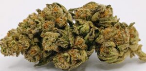 Temple Kush ★★☆☆☆ – 112g [BULK]