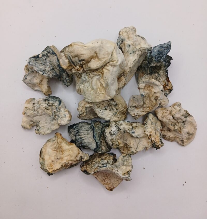 Blue Mutant Magic Mushroom ★★★★★
