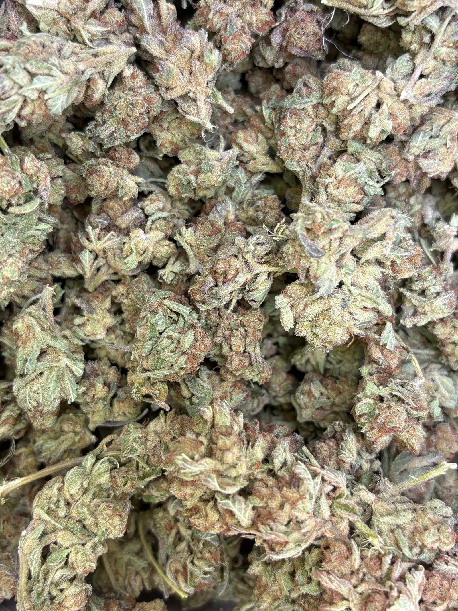 Temple Spice – 112g BULK cannabis flower buds, photo 2